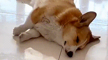 做梦都想出去玩!看把狗子憋成啥样了